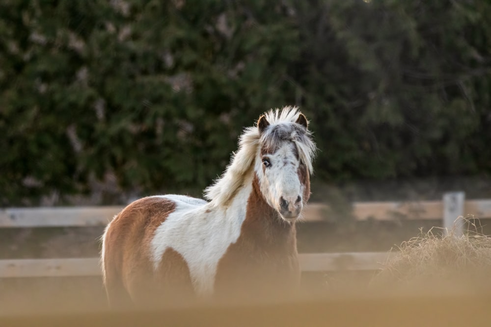 a brown and white horse standing on top of a dry grass field