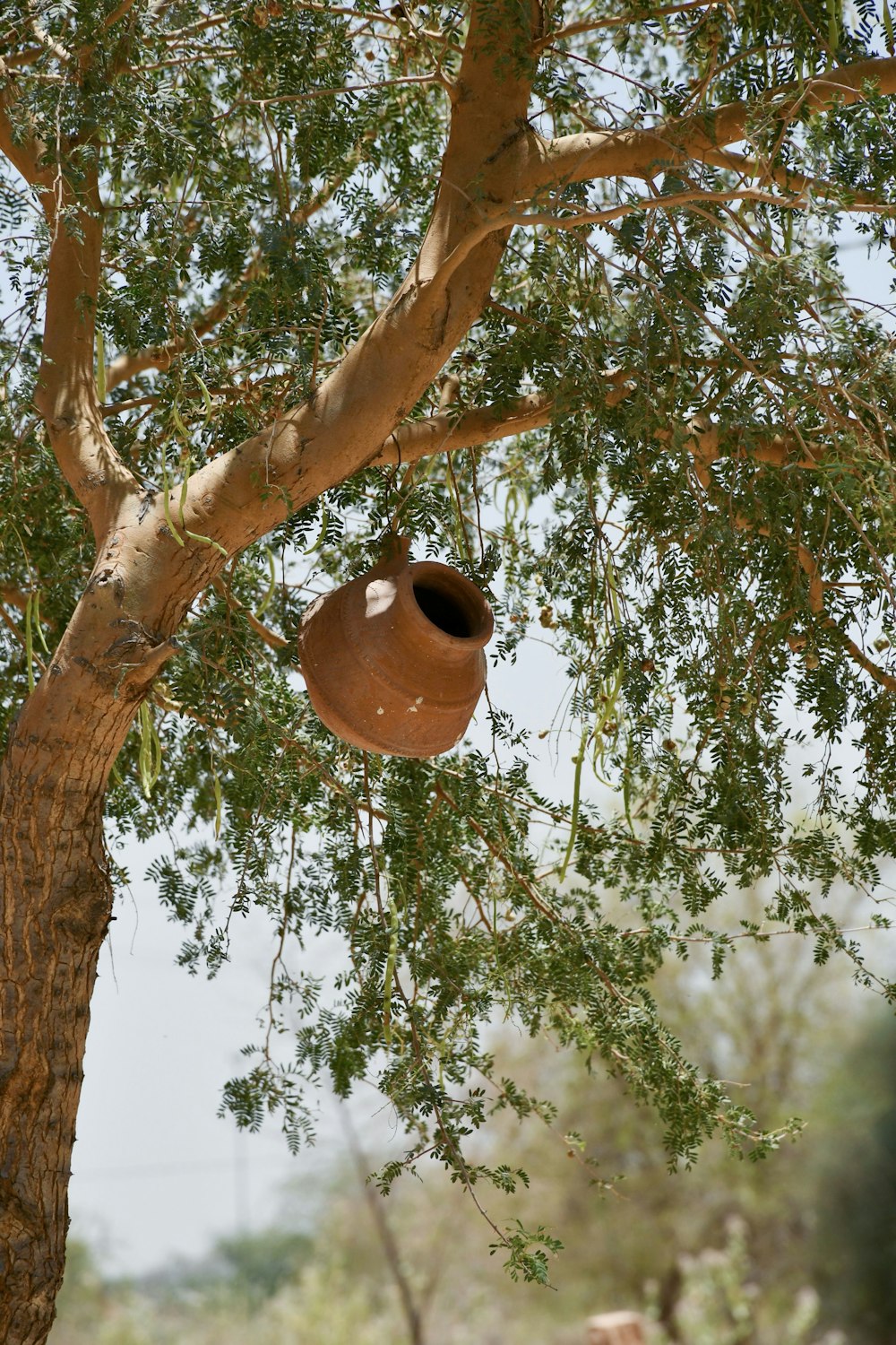 a giraffe standing next to a tree with a bird house hanging from it