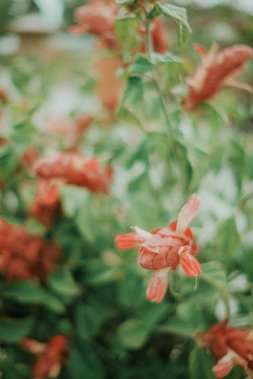 a bunch of flowers that are in a field