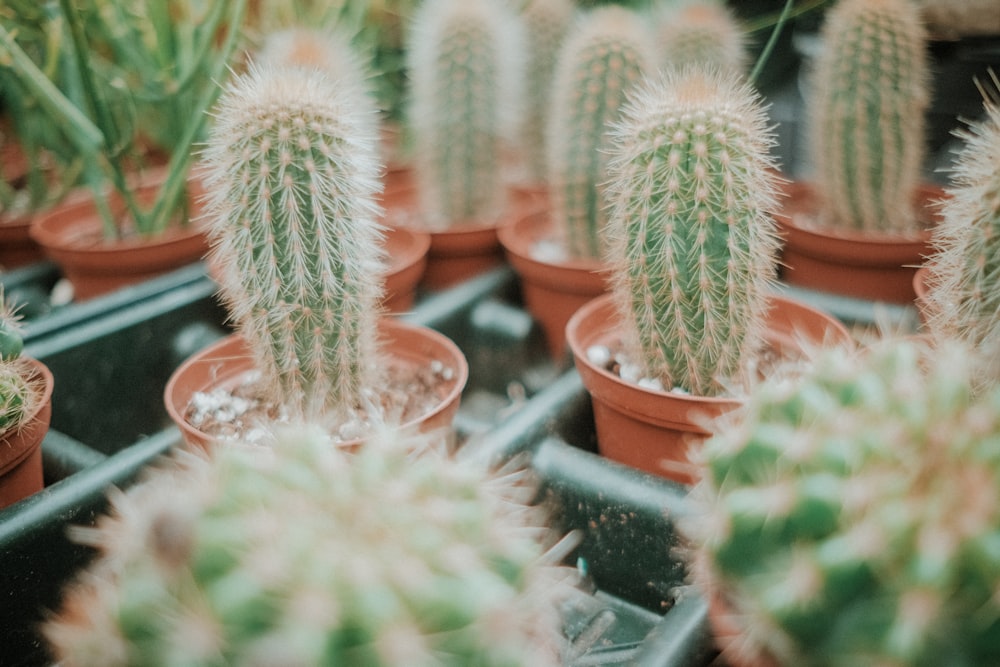 a group of small cactus plants in a pot