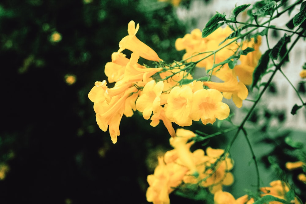 a close up of yellow flowers near a building
