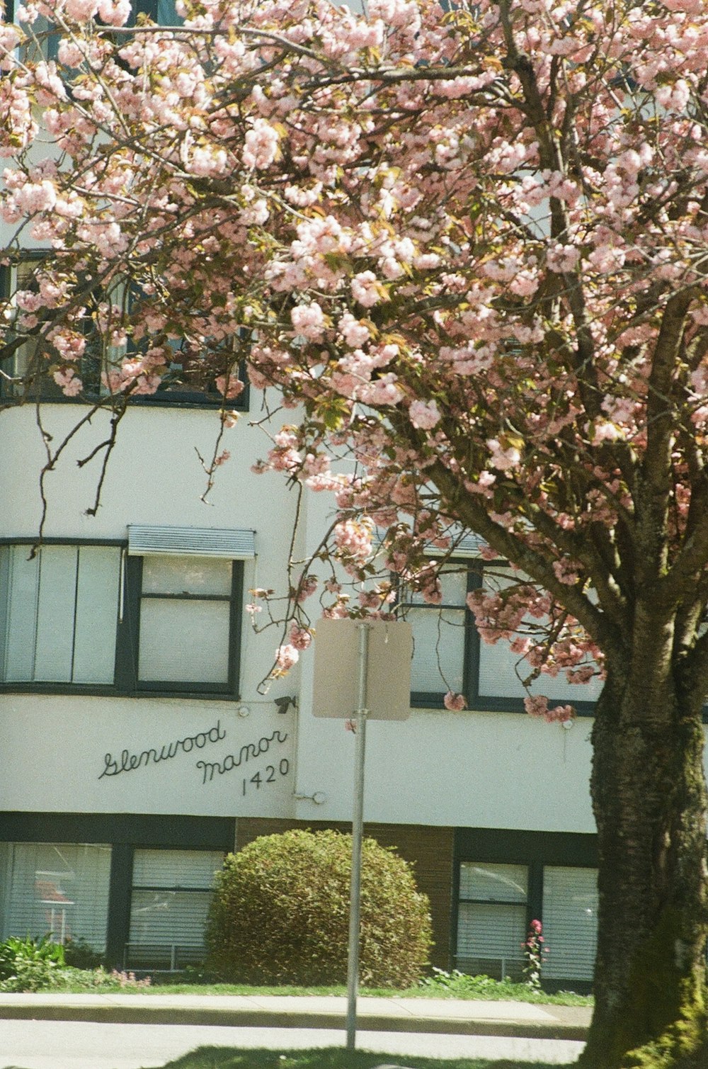 a tree with pink flowers in front of a building