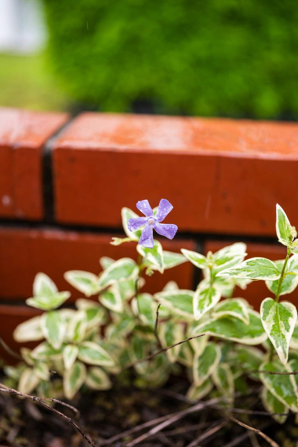 a small purple flower sitting next to a brick wall