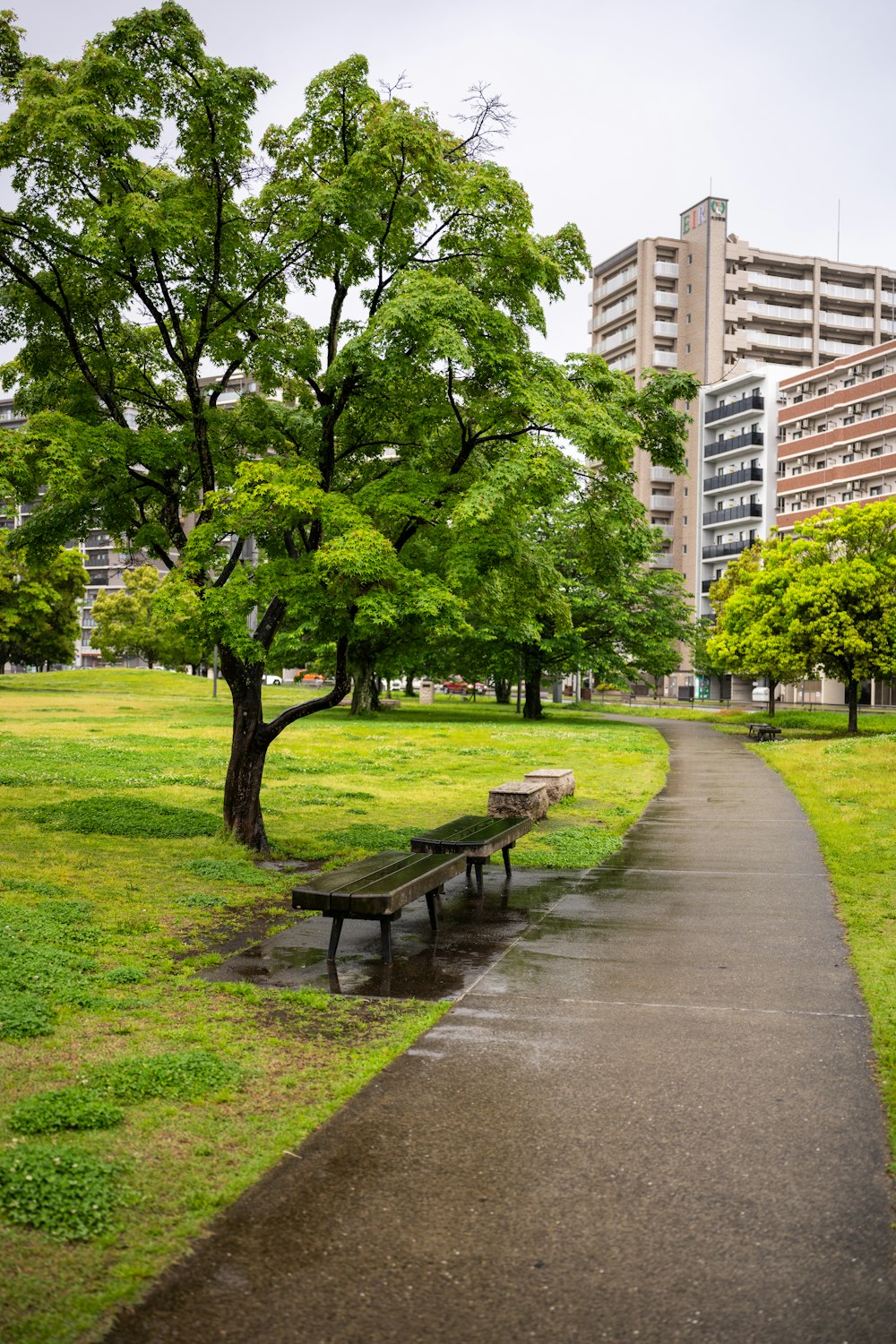 a park with a bench and trees in the rain