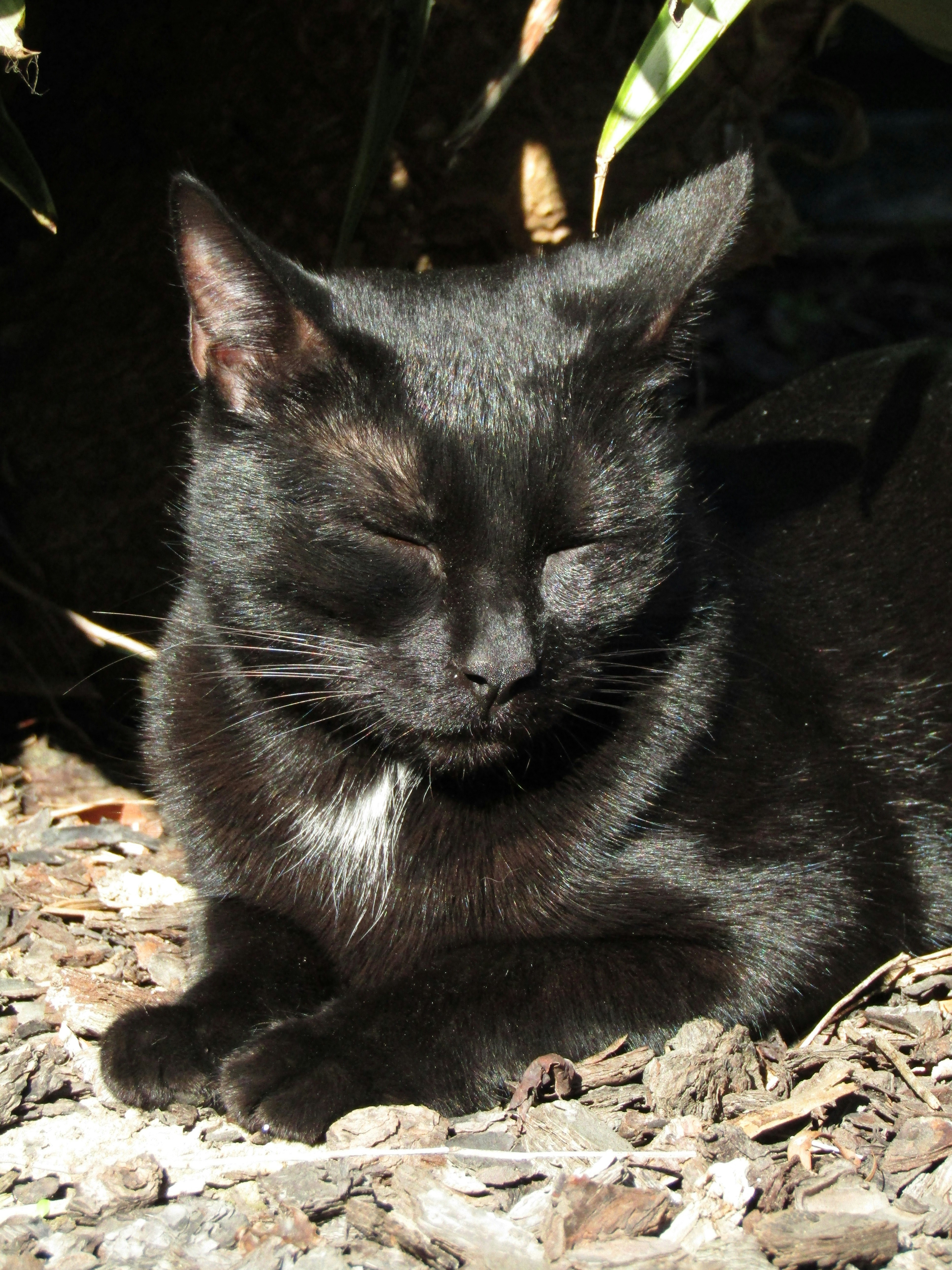 A black cat dozing in the sun