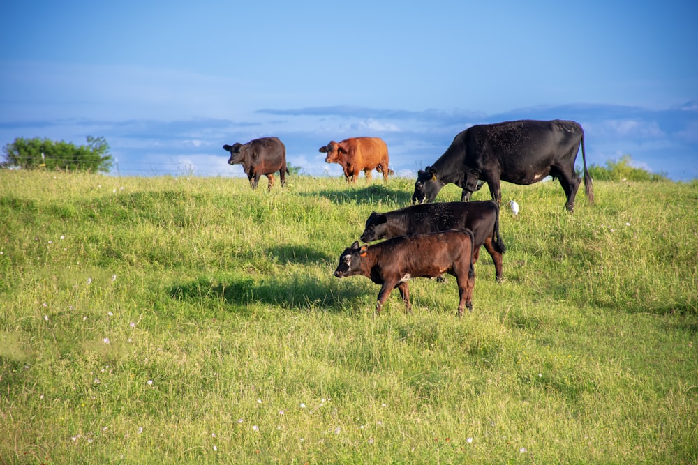 a herd of cattle grazing on a lush green hillside