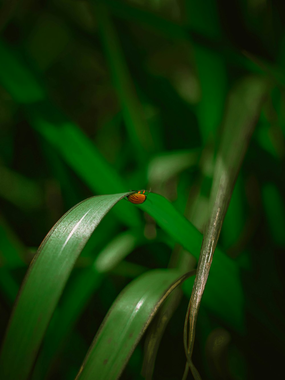 a red bug sitting on top of a green leaf