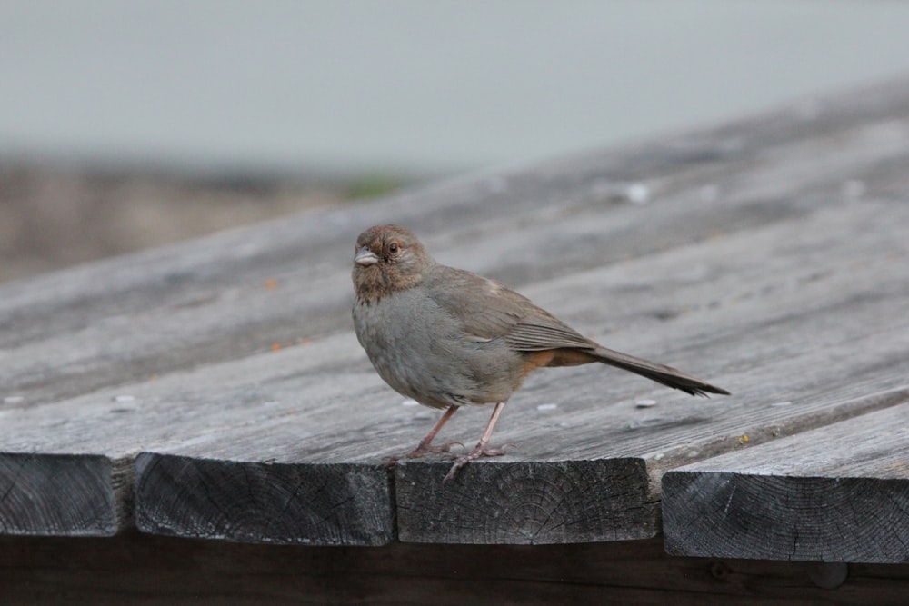 a small bird standing on top of a wooden bench