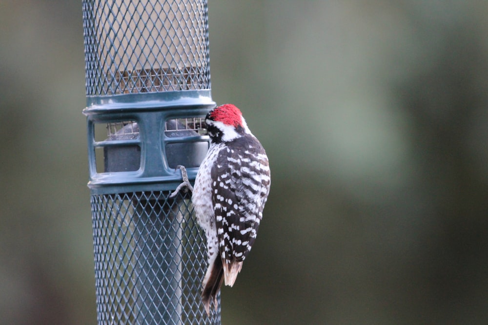 a bird that is standing on a bird feeder