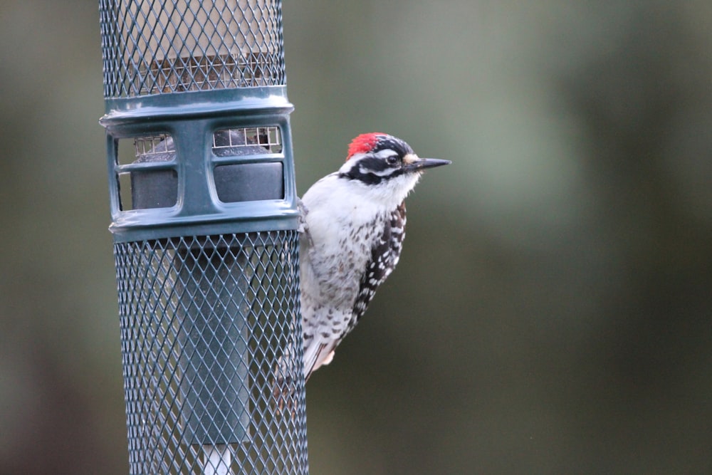 a bird perched on top of a bird feeder