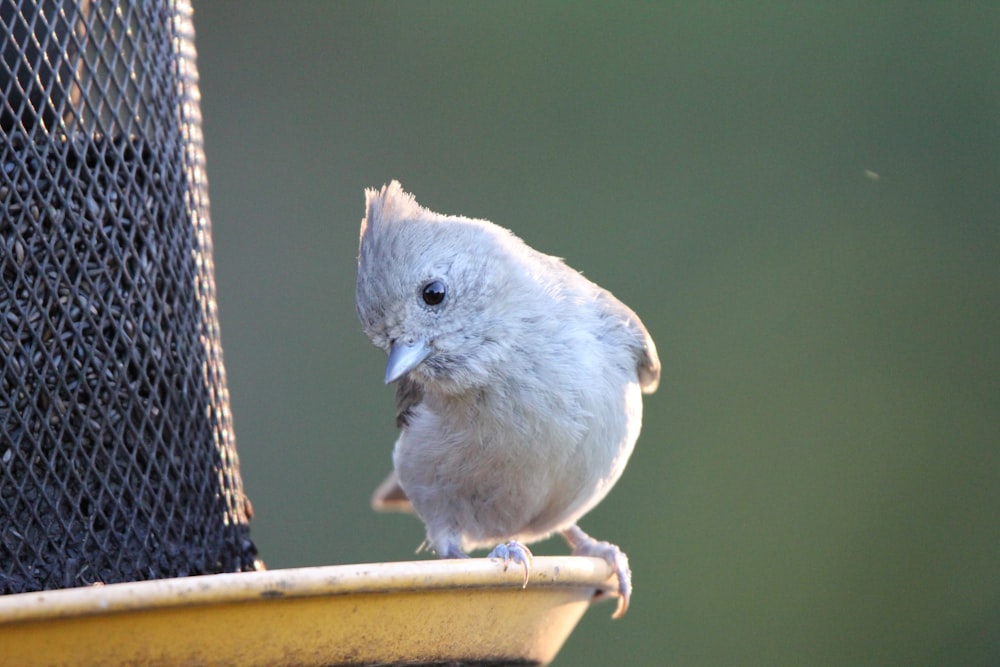 a small bird perched on top of a bird feeder