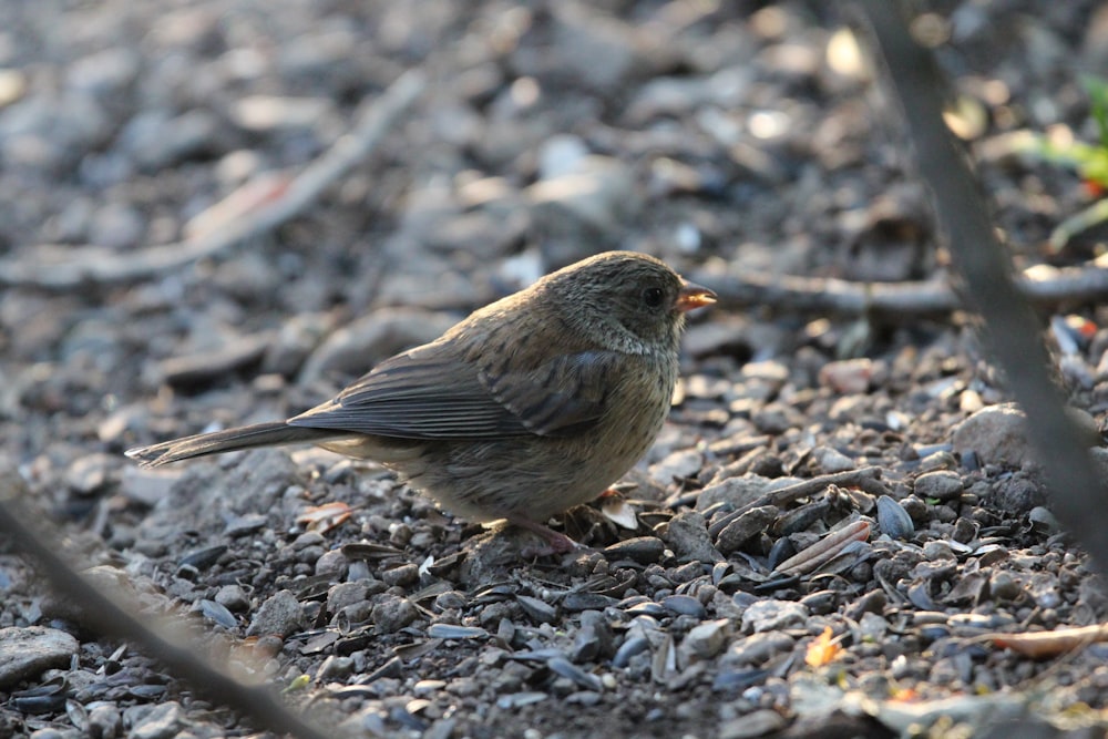 a small bird is standing on the ground