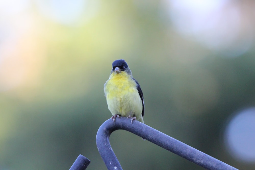 a small yellow and black bird sitting on a metal bar