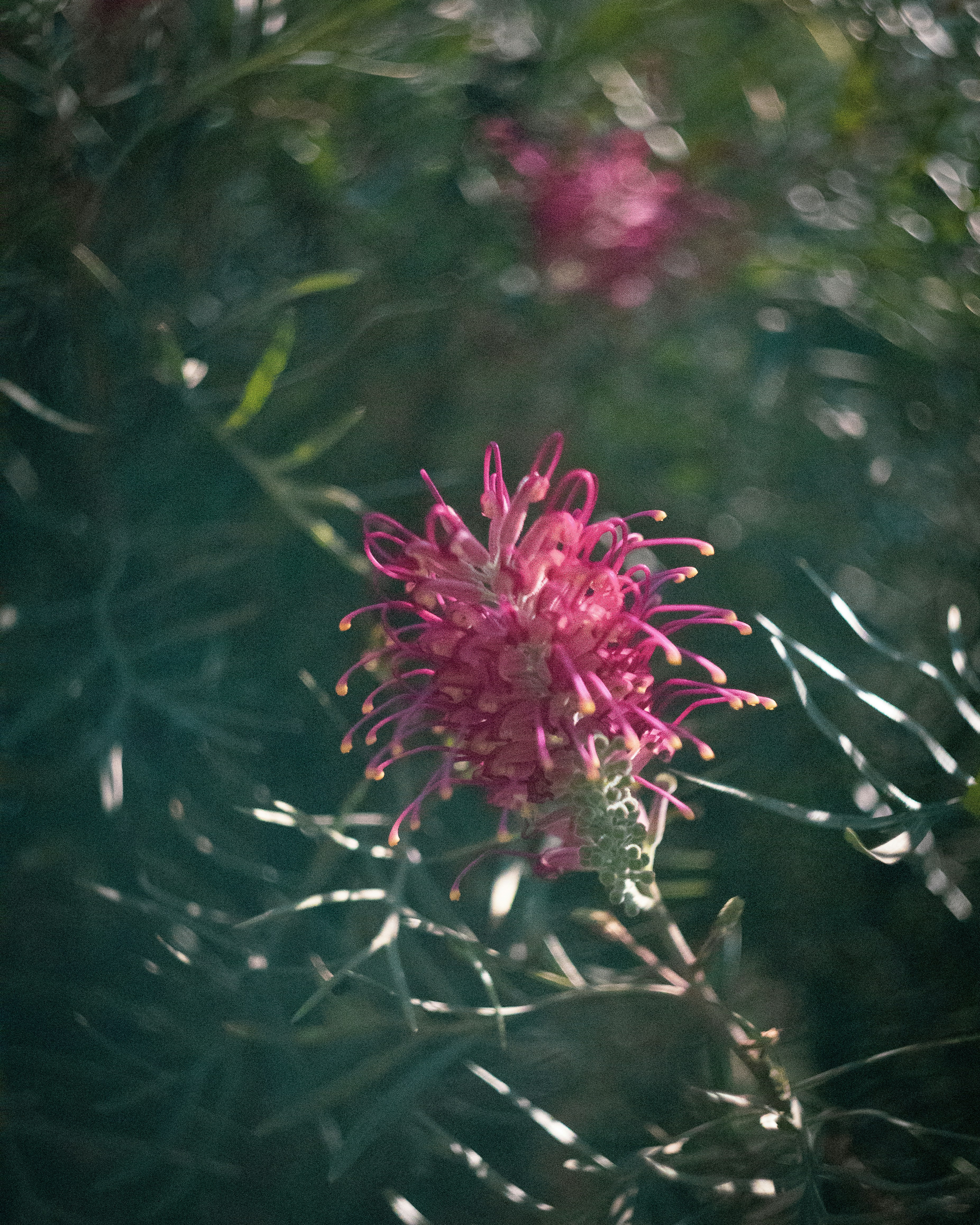 a close up of a pink flower on a tree