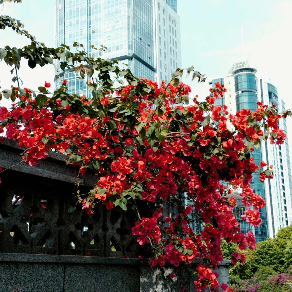 red flowers are growing on the side of a building