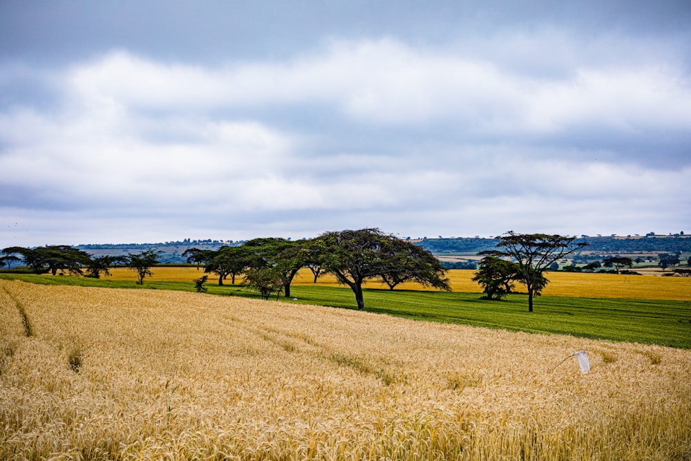 a field of wheat with trees in the distance