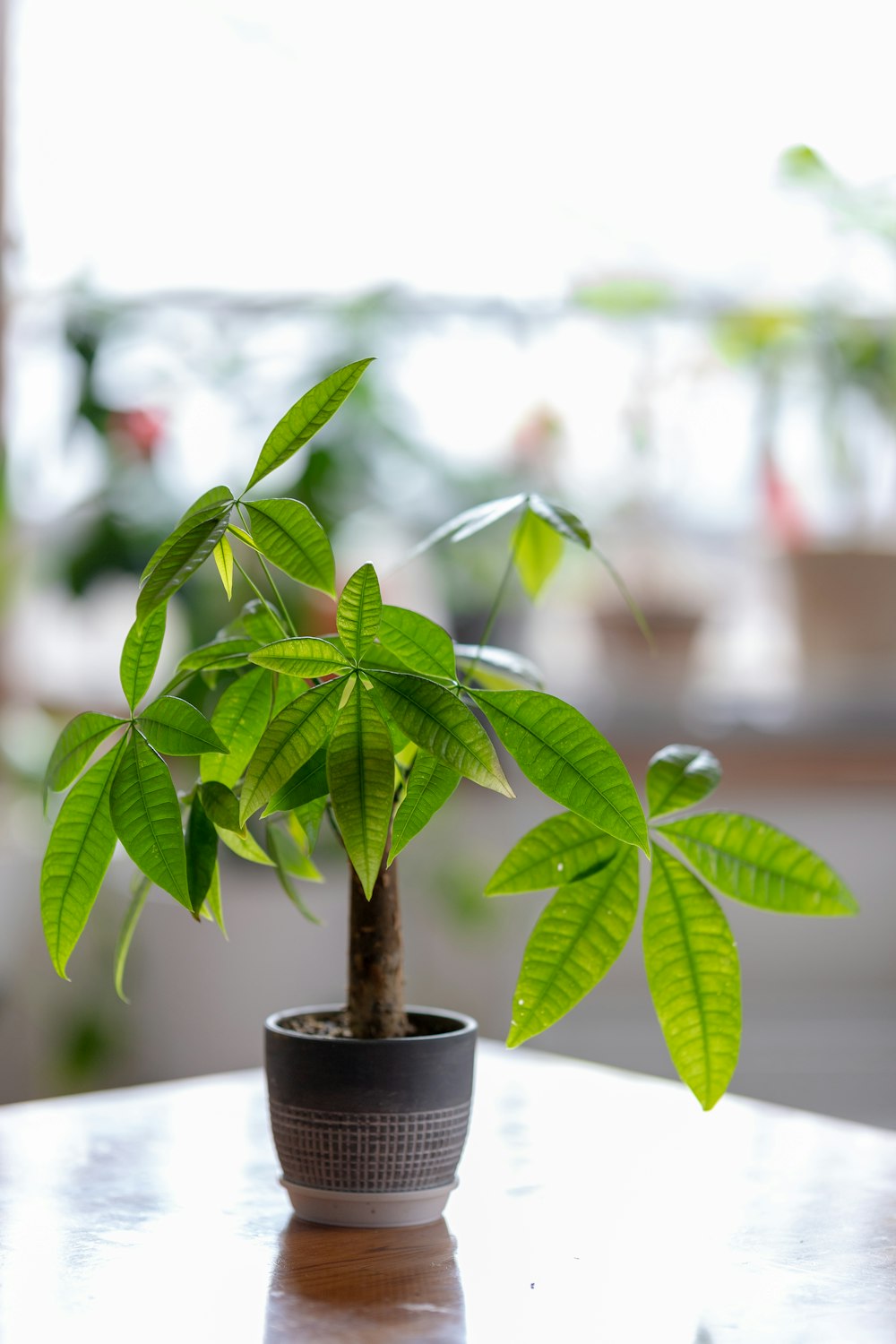 a potted plant sitting on top of a table