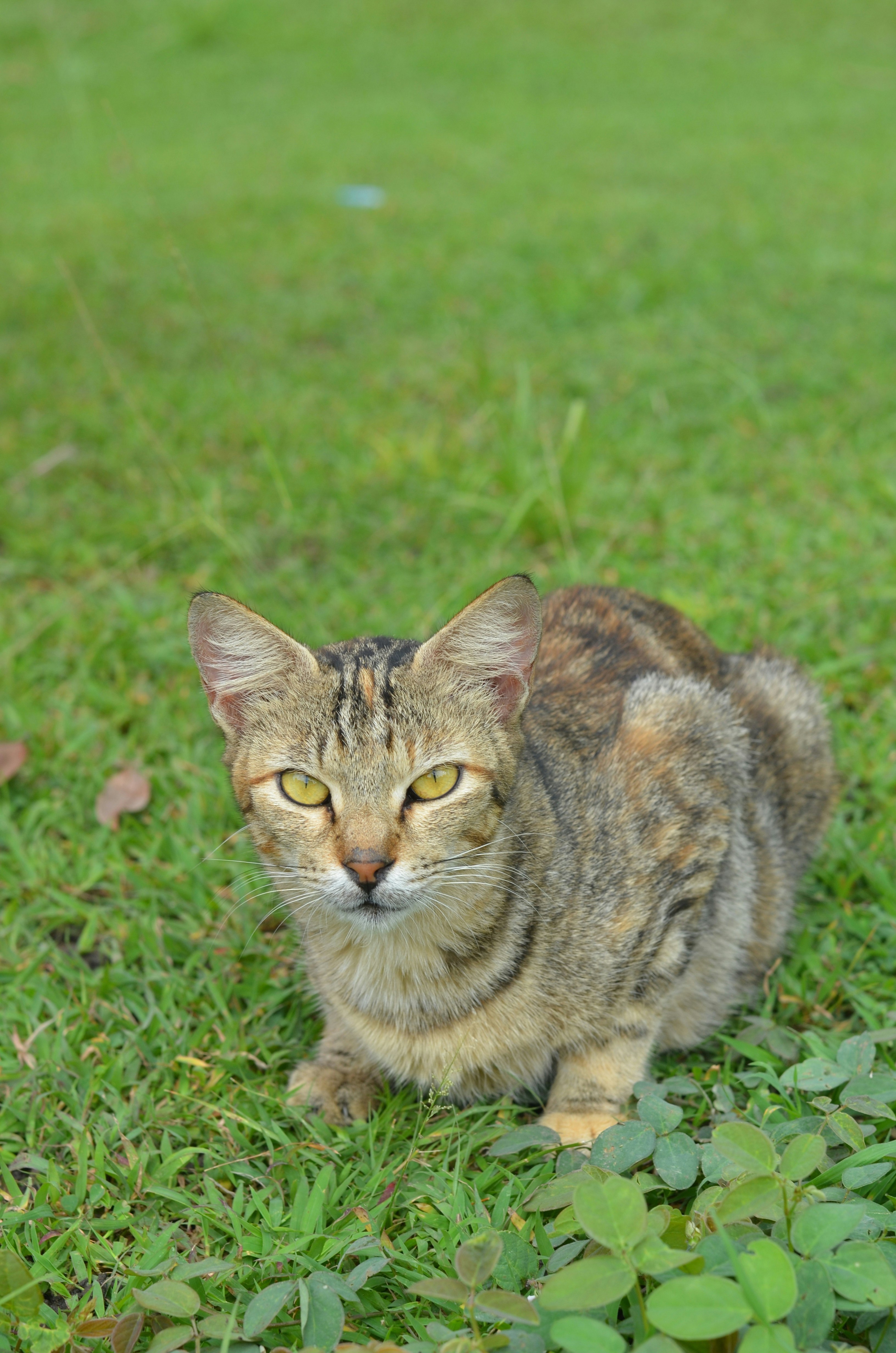 Homotherium: The Scimitar Cat (image credits: unsplash)