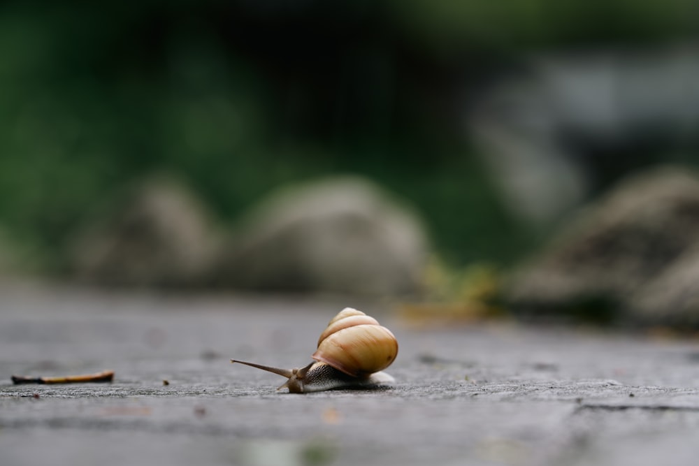 a snail crawling on the ground in the rain