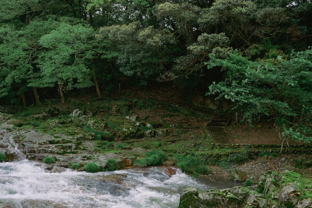 a river running through a lush green forest