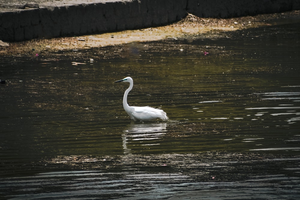 a white bird floating on top of a body of water