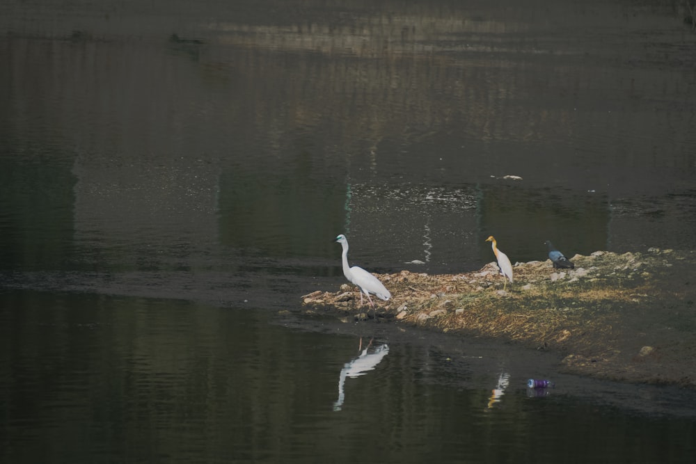 a couple of birds that are standing in the water