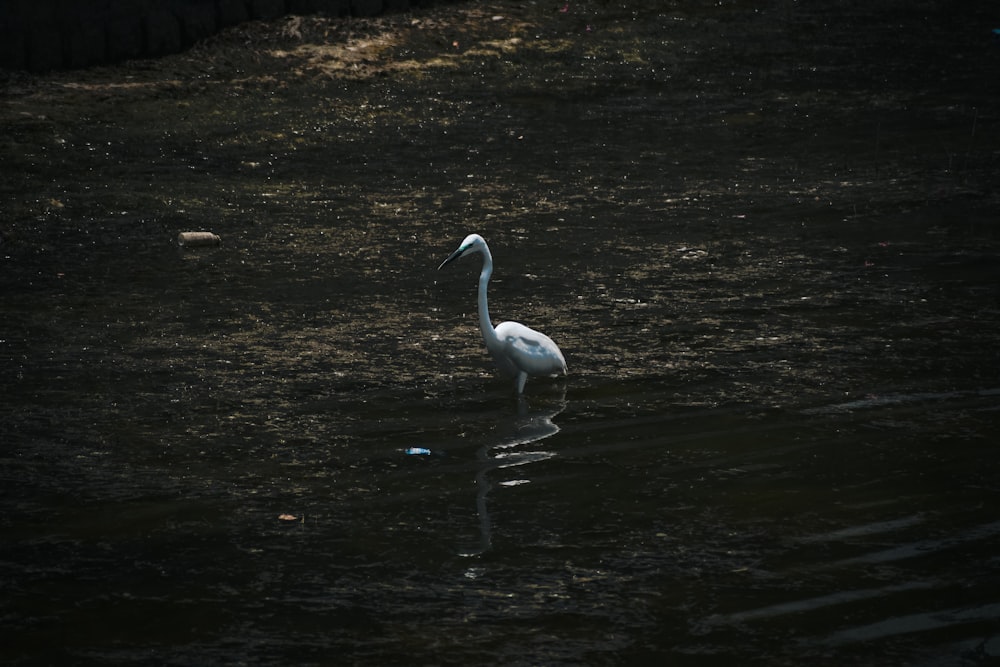 a white bird standing in a body of water