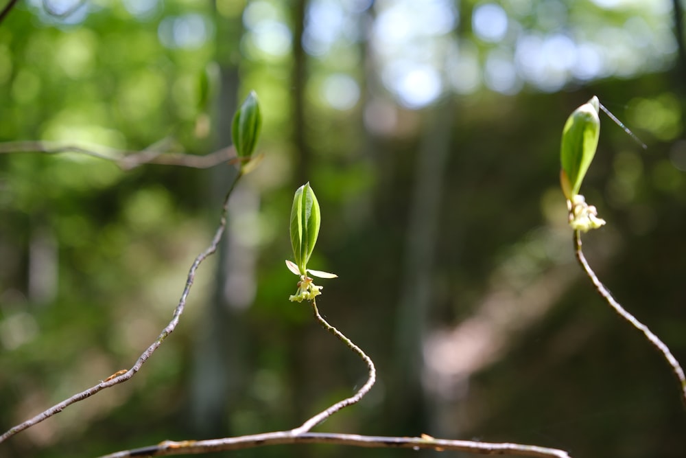 a couple of small green plants on a tree branch