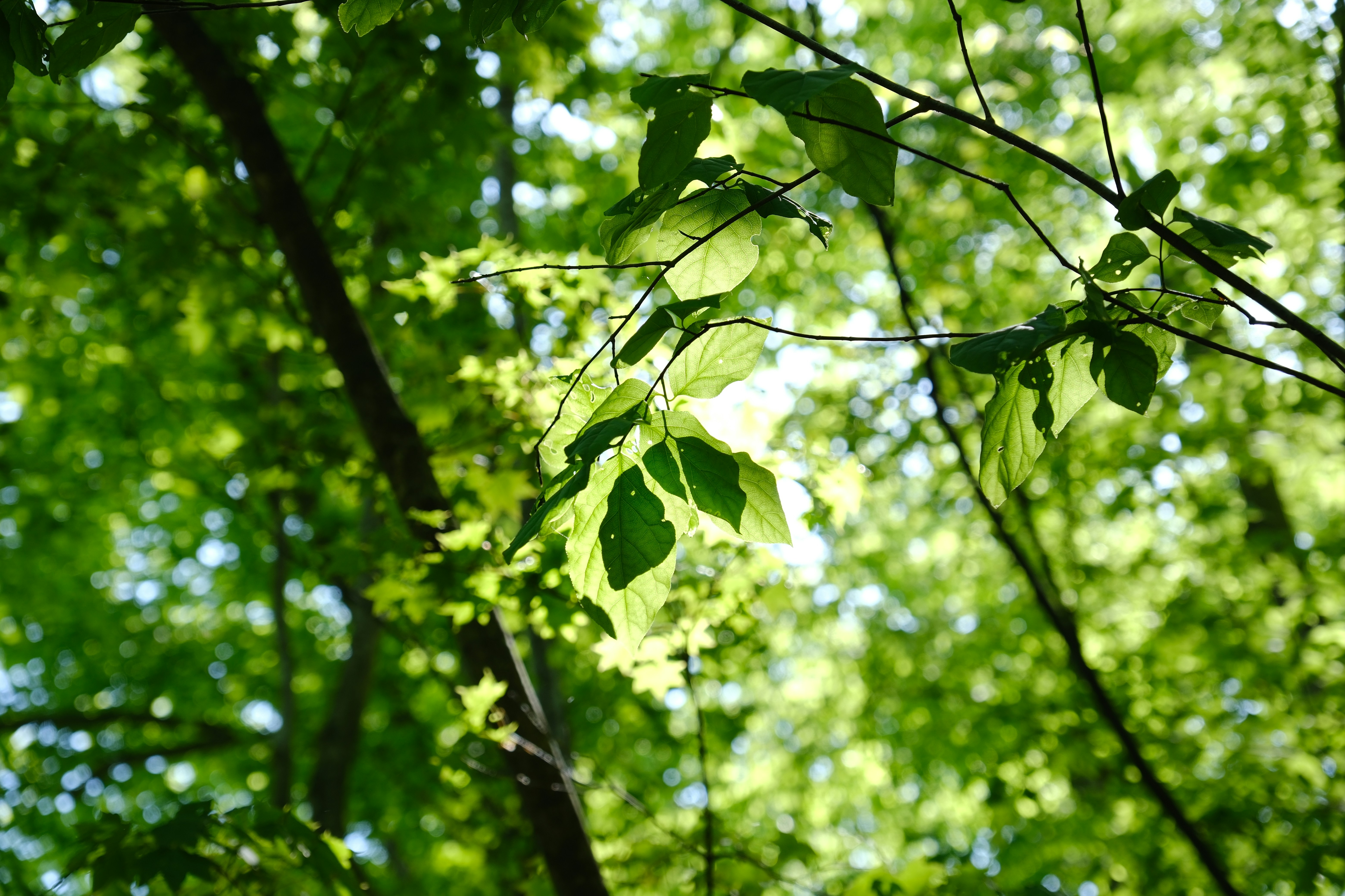 Photo by seiya_maeda