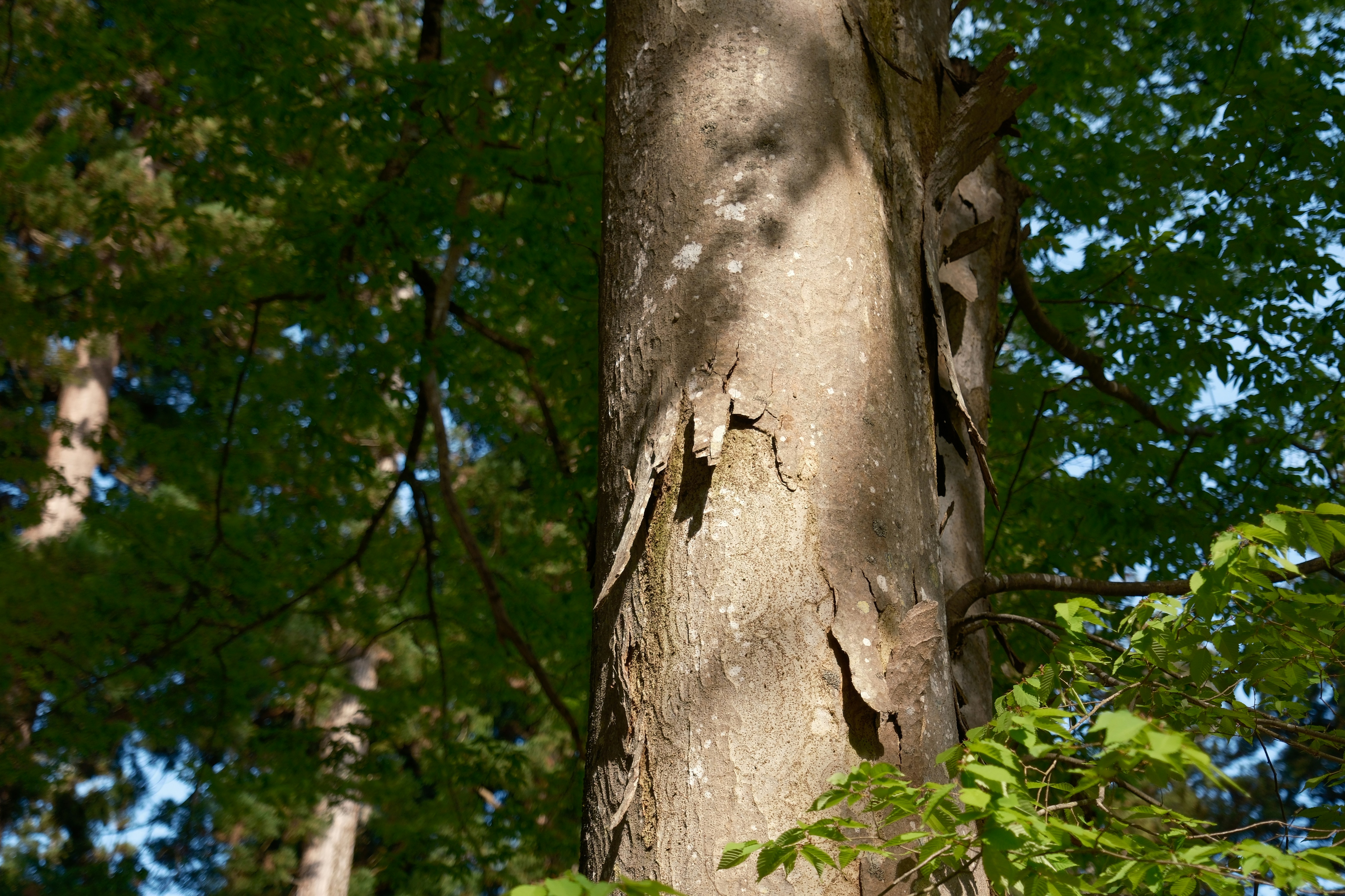 Photo by seiya_maeda