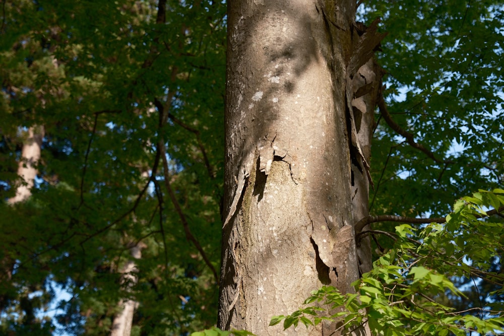 a large tree with a bird perched on it's trunk