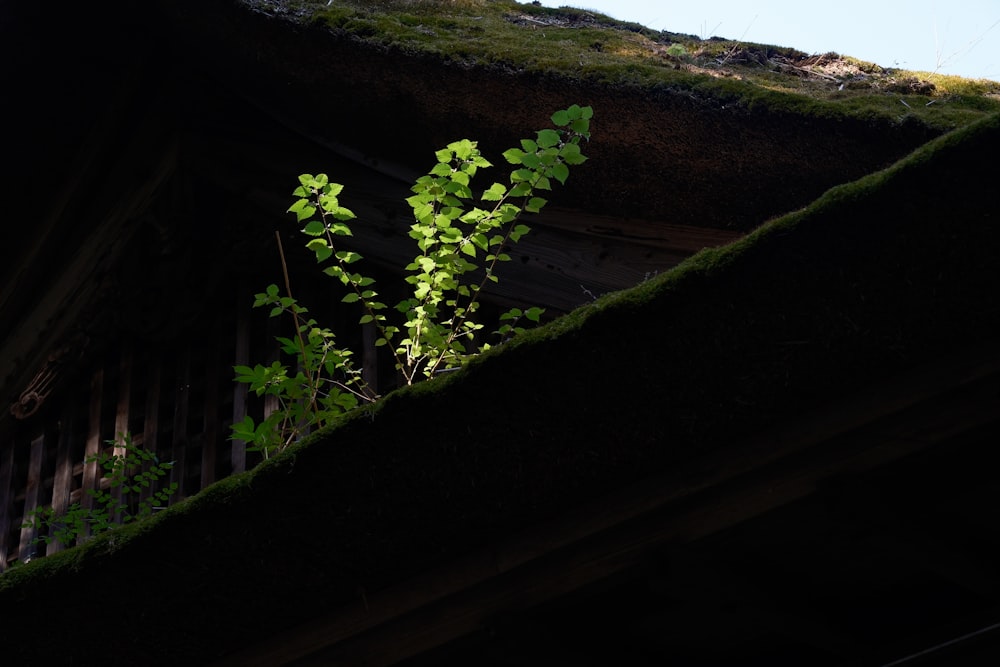 a plant growing out of the side of a building