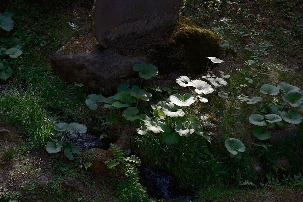 a large rock sitting in the middle of a lush green field