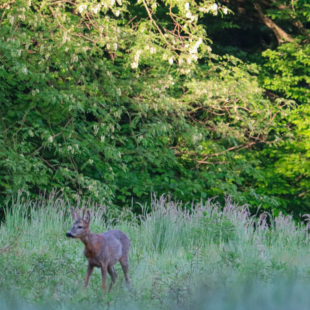 a small deer standing in a lush green field