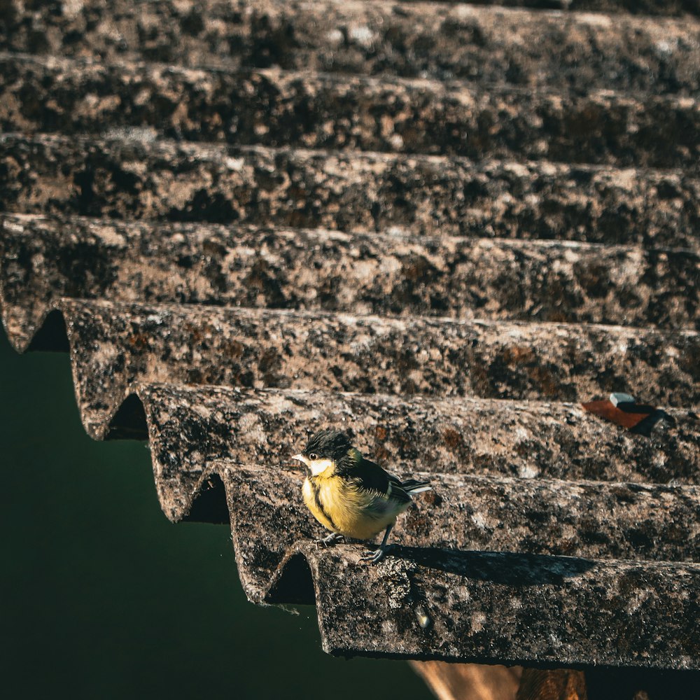 a small bird sitting on a ledge next to a body of water