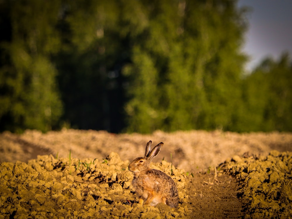 a rabbit sitting in the middle of a dirt field