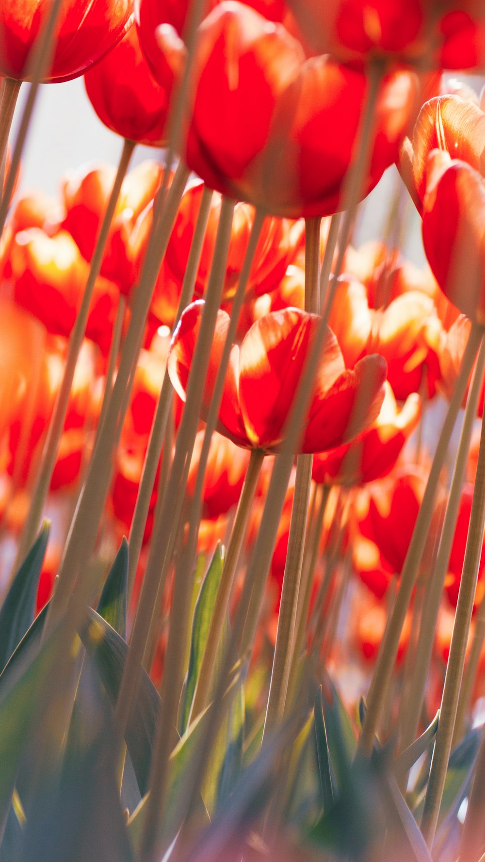 a bunch of red flowers that are in the grass