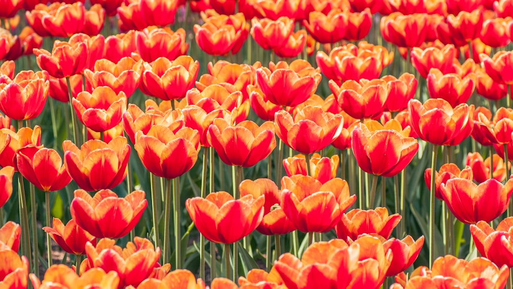 a large field of red and yellow tulips