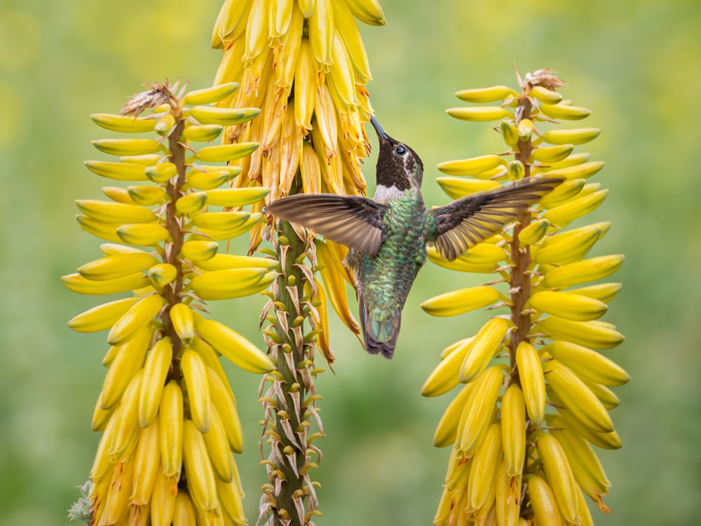 a hummingbird perched on top of a yellow flower