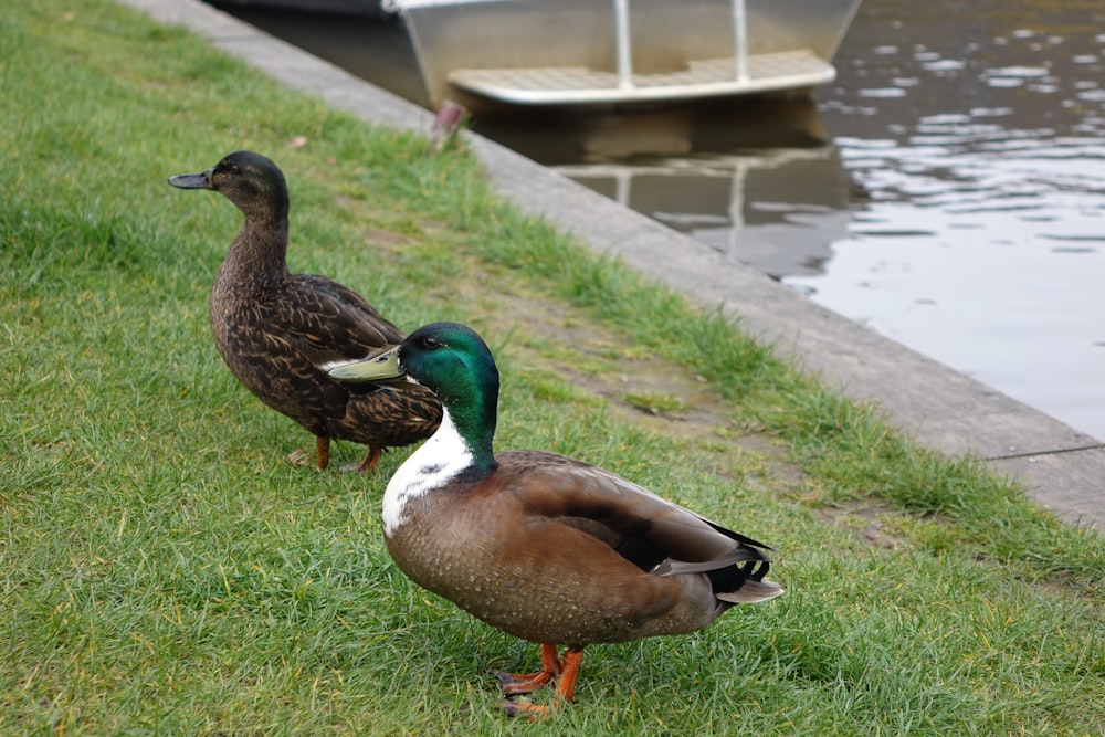 a couple of ducks standing on top of a grass covered field