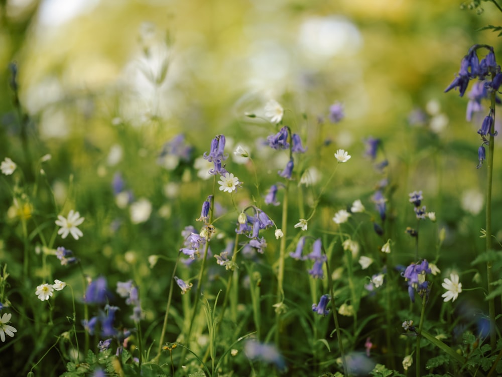 a bunch of flowers that are in the grass