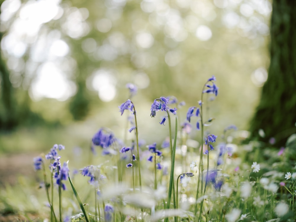 a bunch of blue flowers that are in the grass