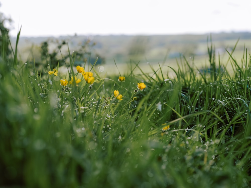 a field of green grass with yellow flowers