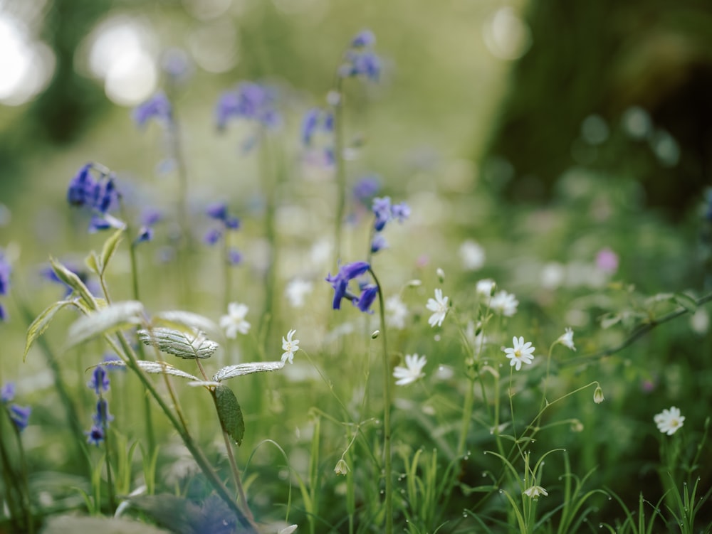 a bunch of blue and white flowers in a field