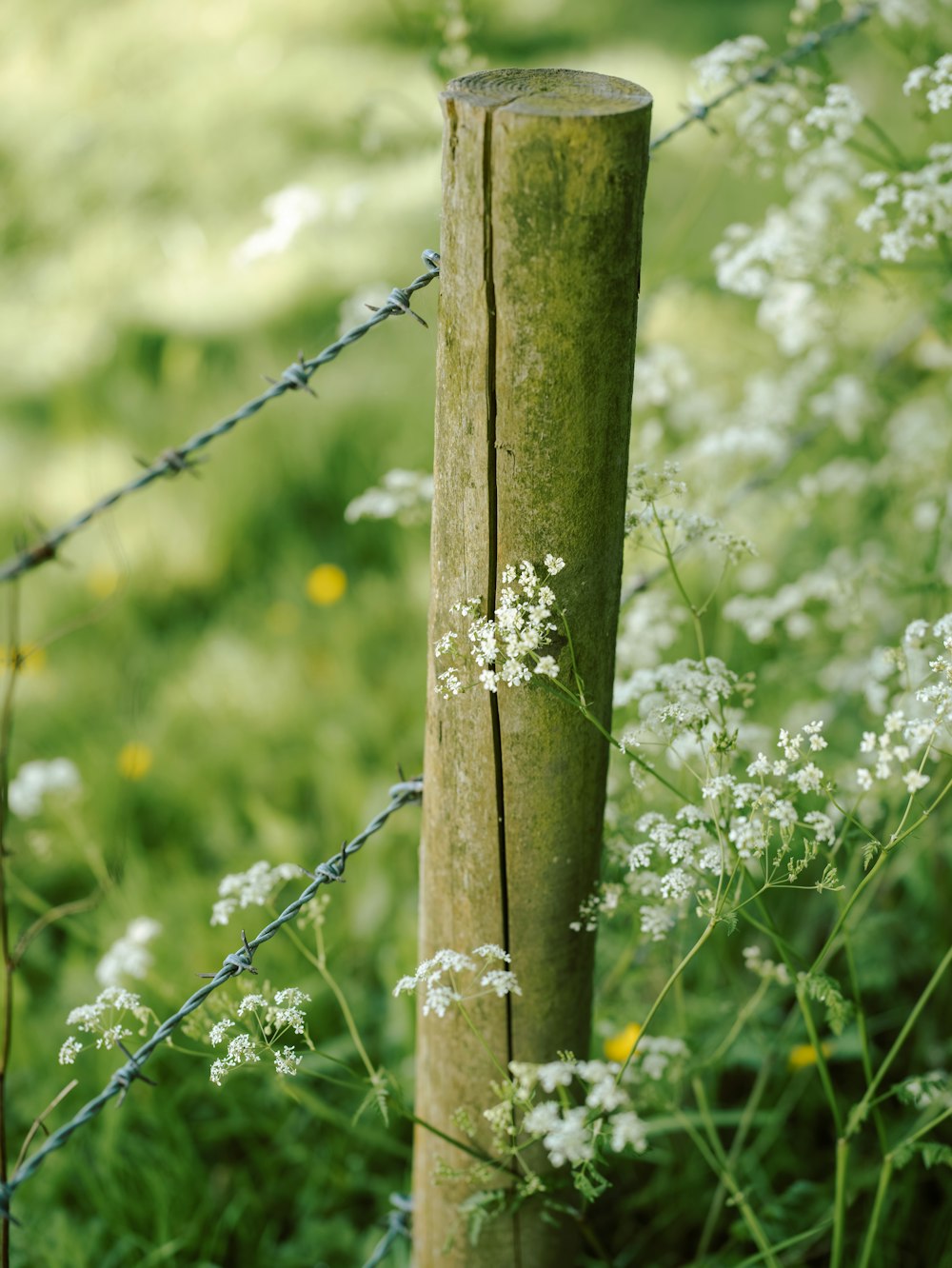a wooden post in the middle of a field of flowers
