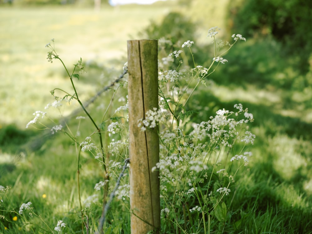 a wooden fence in a grassy field