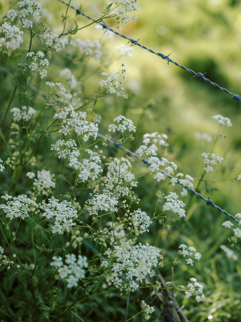 a bunch of white flowers behind a barbed wire fence