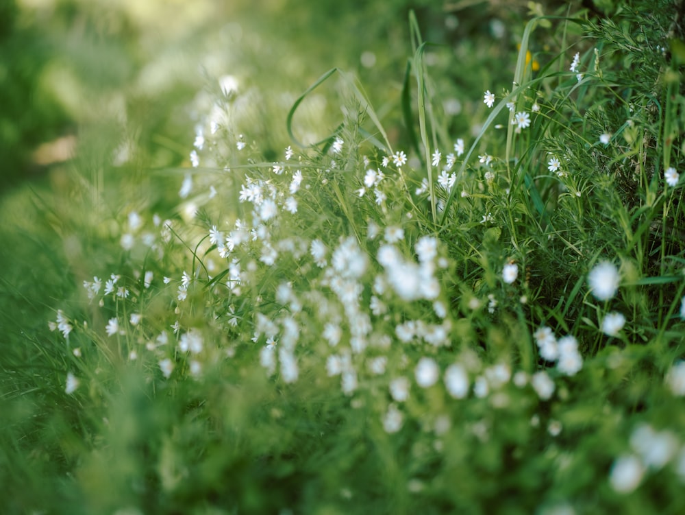 a bunch of white flowers that are in the grass