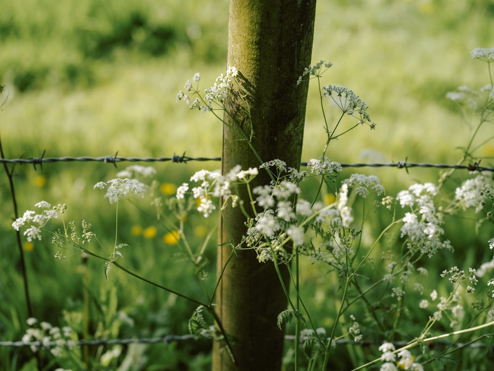 a fence in a grassy field with wildflowers