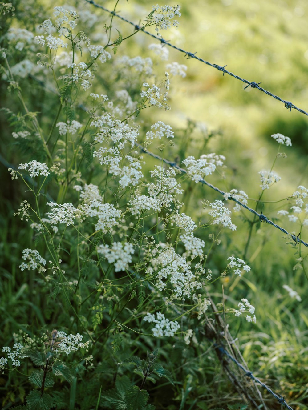 a bunch of white flowers behind a barbed wire fence